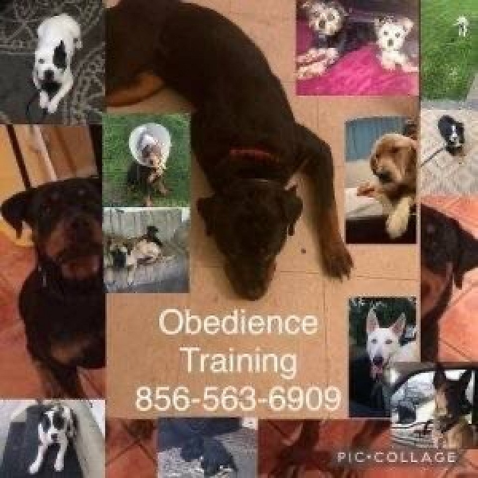 K9 Trainer 4 Hire- 8565636909