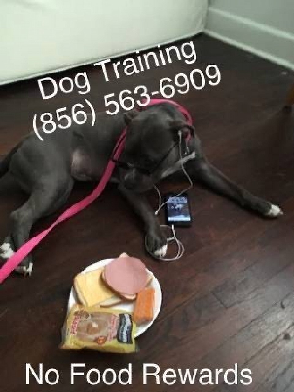 K9 Trainer 4 Hire 856-563-6909