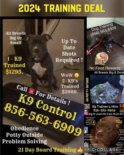 K9 Trainer 4 Hire- 856 563 6909